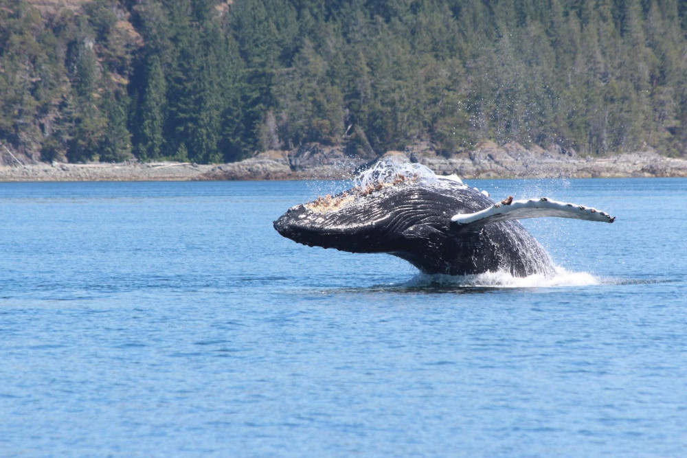whale